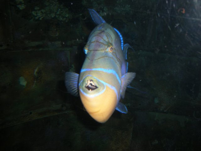 DSCF2956.jpg