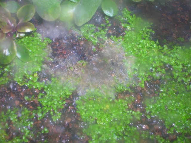 DSCN1474.JPG