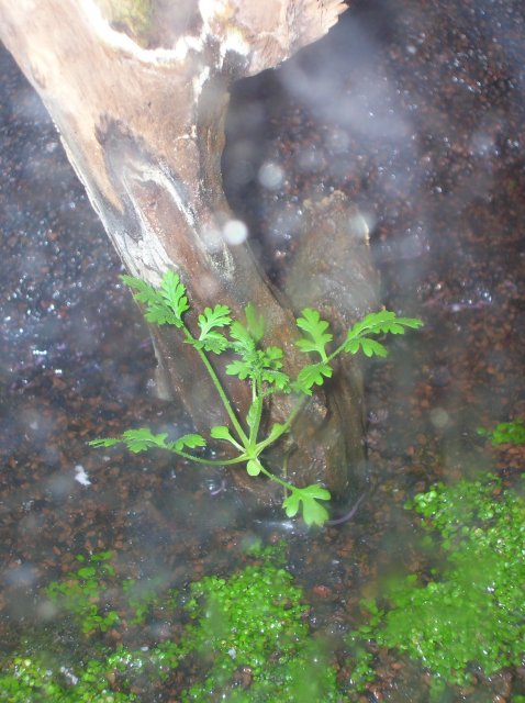 DSCN1475.JPG