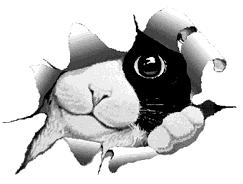 cat_eye_hole_animated.gif