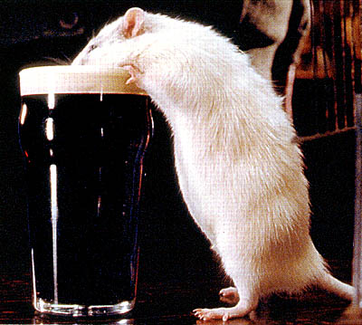 drinkrat.jpg