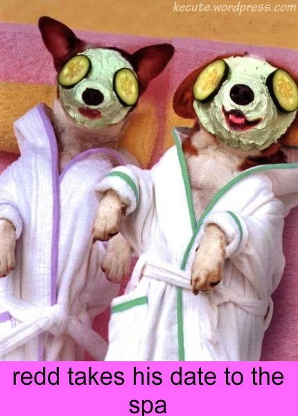 dogs-spa-full-1.jpg