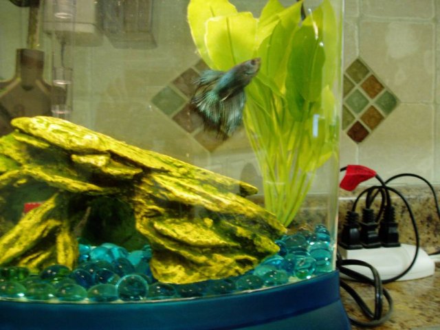 betta.jpg