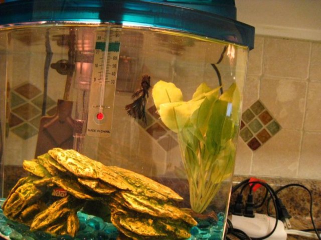 betta 1.jpg