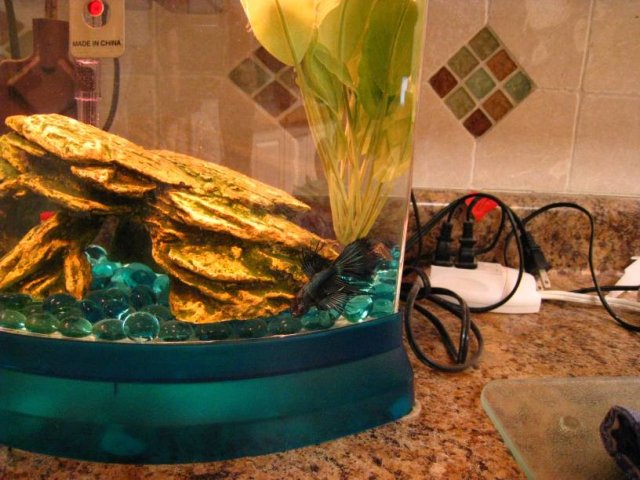 betta 2.jpg