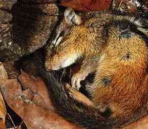 chipmunk.jpg