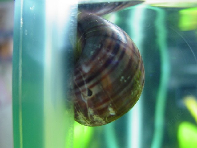 Aquariums and snails 377.jpg