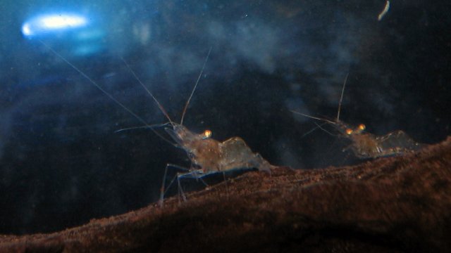 shrimp_2262.jpg