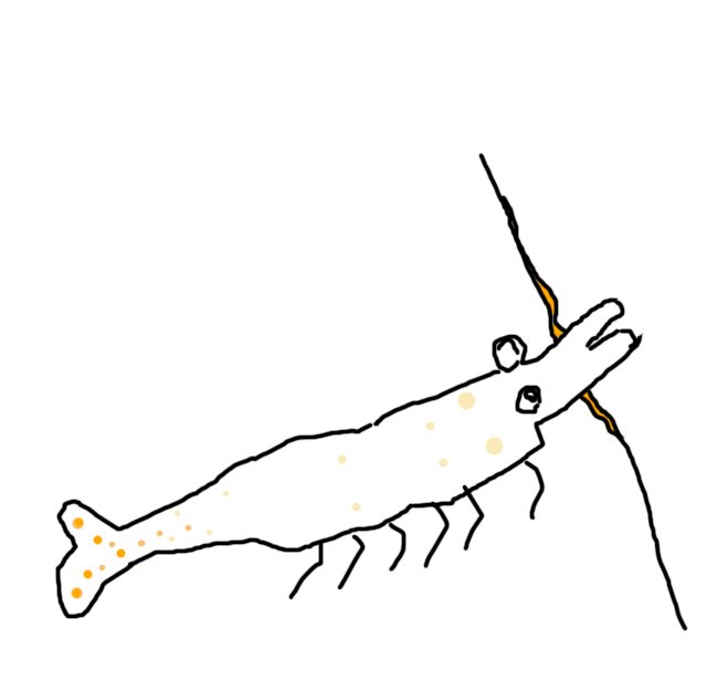 shrimp color.jpg