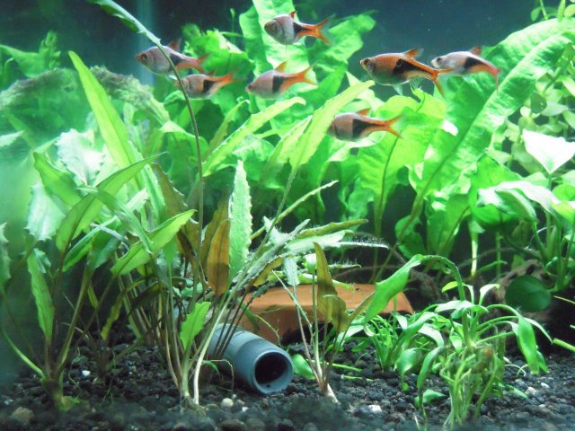 rasboras_ferns.JPG