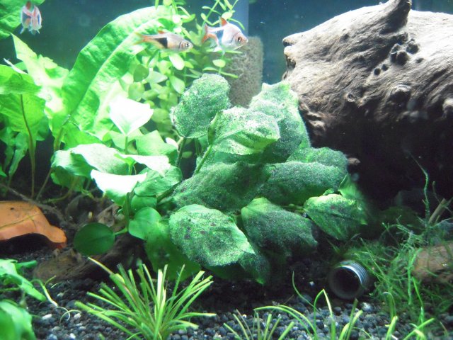 anubias_algae.jpg anubias_algae.jpg