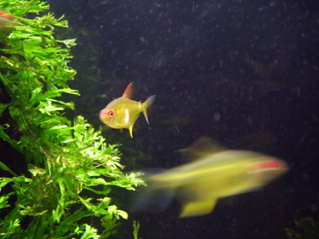 100_1293.JPG