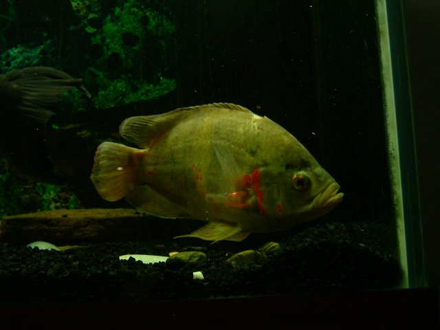 DSCF0035.JPG