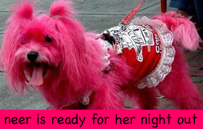 dog-dyed-hot-pink1-1.jpg