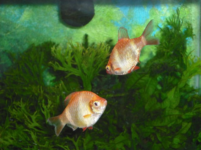 tiger barbs.JPG