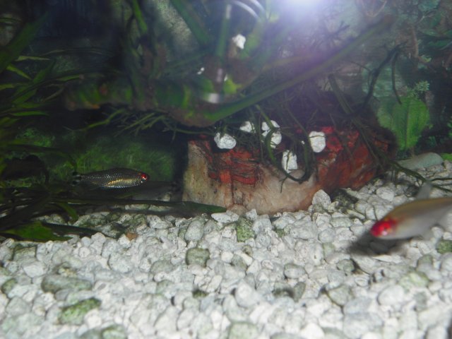 good tetras.JPG