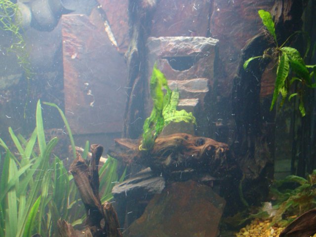 tank pics 029.jpg