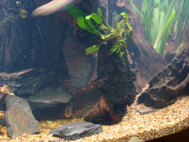 tank pics 030.jpg