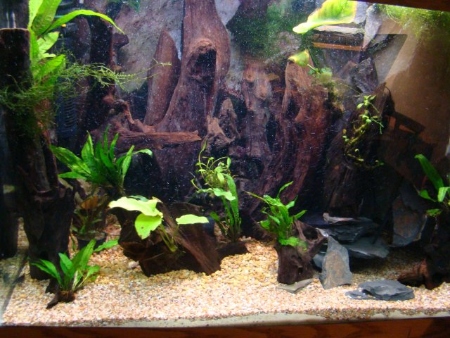tank pics 041.jpg