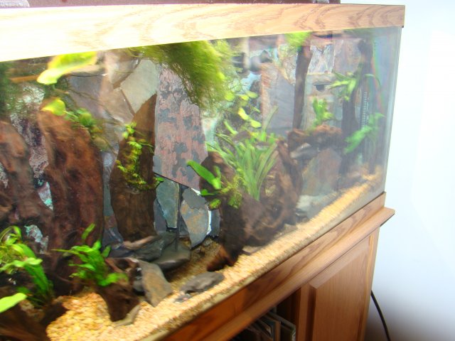tank pics 037.jpg