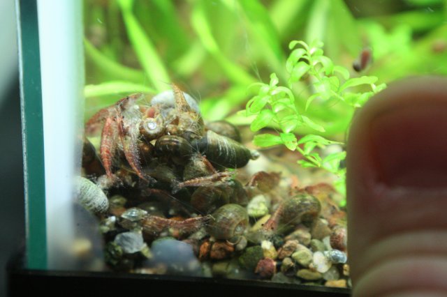 Snail-Orgy.jpg
