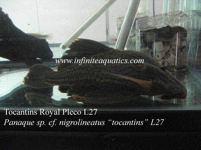 Royal Pleco L27 Tocantins.jpg