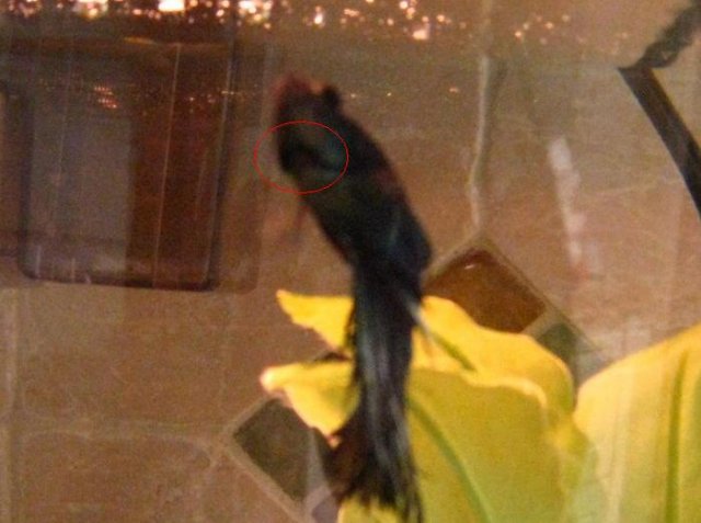 betta bulge 2.jpg