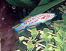 ALBINO GARDNERI KILLIFISH.jpg