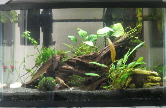 cropped shot 120508.JPG