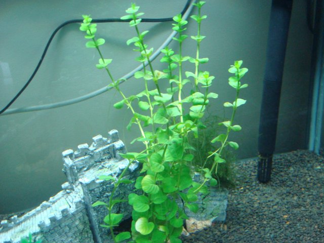 DSC01179.JPG