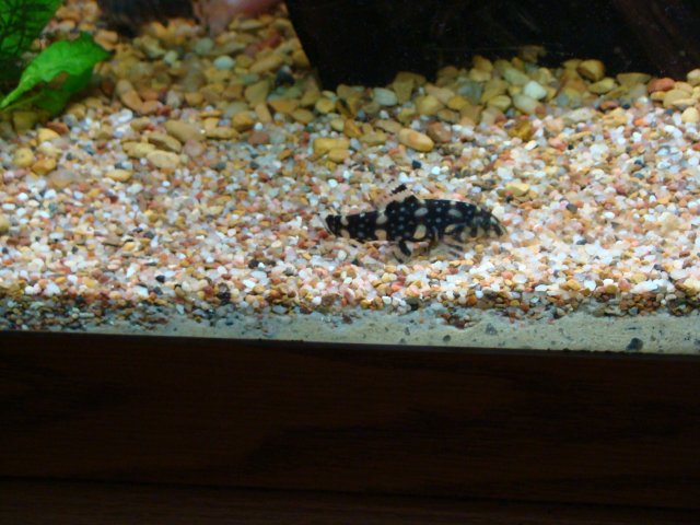 1209 tank pics 039.jpg