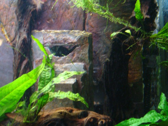 1209 tank pics 040.jpg