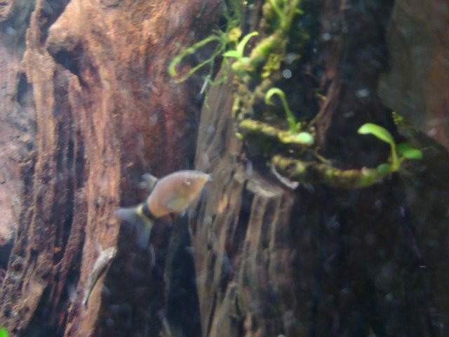 1209 tank pics 041.jpg
