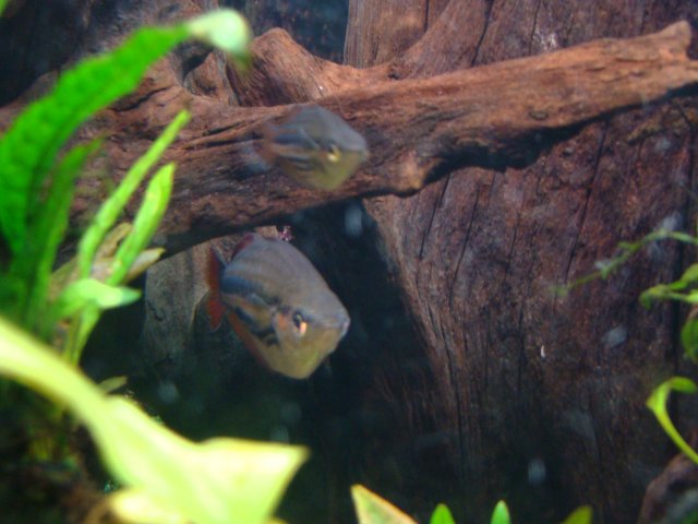 1209 tank pics 042.jpg
