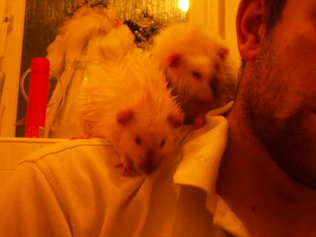 rats bath time 008.JPG