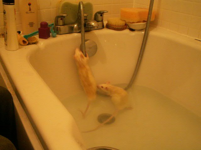 rats bath time 020.JPG