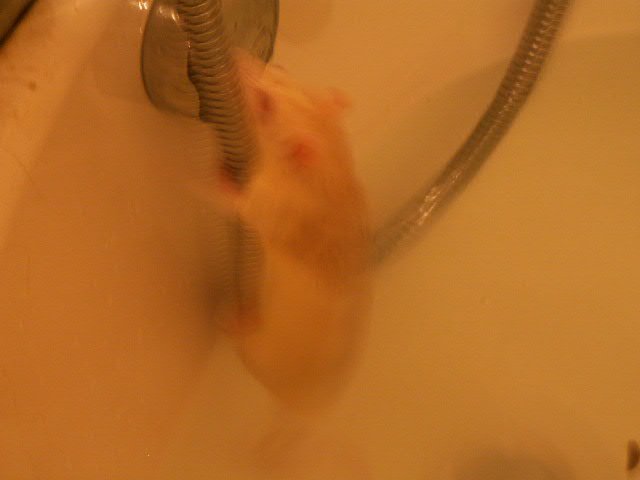 rats bath time 027.JPG