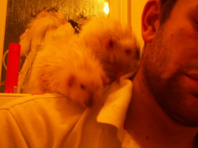 rats bath time 009.JPG