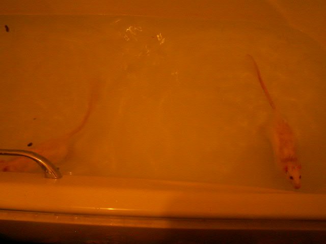 rats bath time 013.JPG