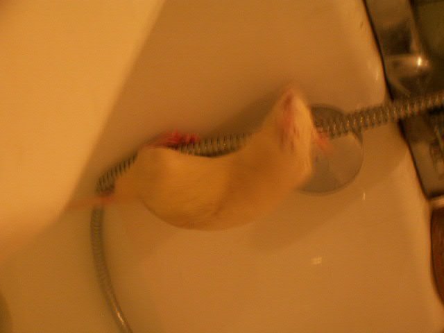 rats bath time 017.JPG