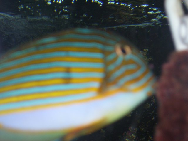 tang 002.jpg