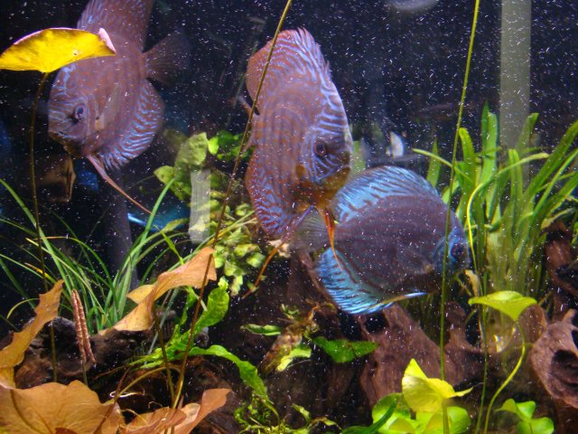 12 09 discus 035.jpg