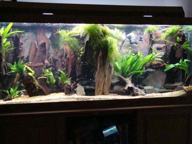 12 09 discus =tank 034.jpg