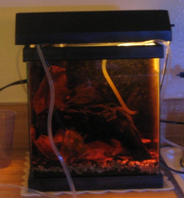 Licorice gourami tank.JPG