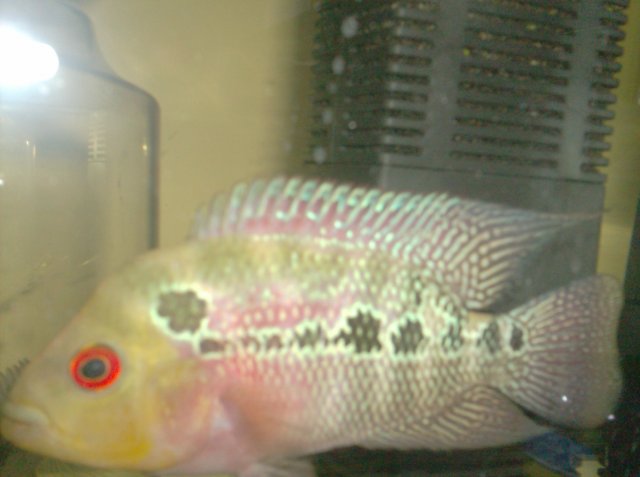 HPIM0500.JPG HPIM0500.JPG