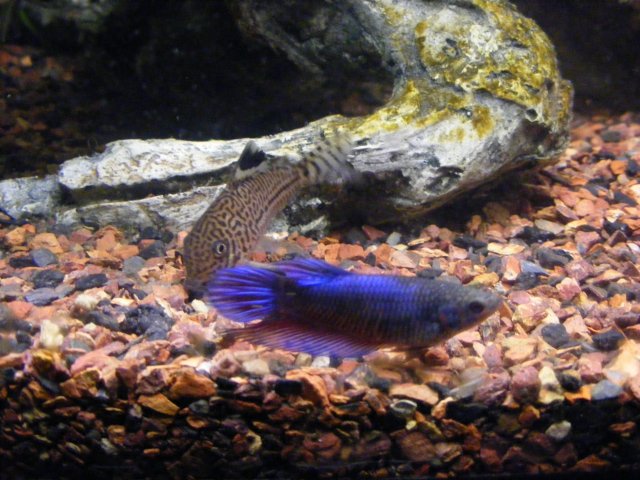 12-10-2008 006.jpg