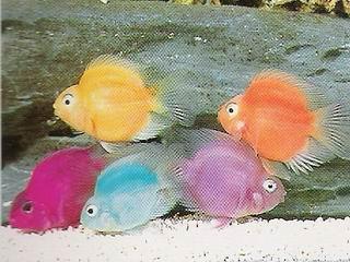 jellybeans.jpg