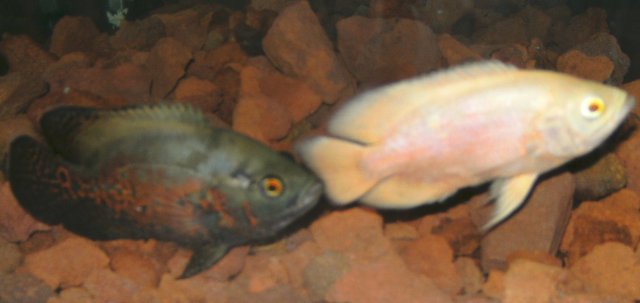 PICT1048.JPG