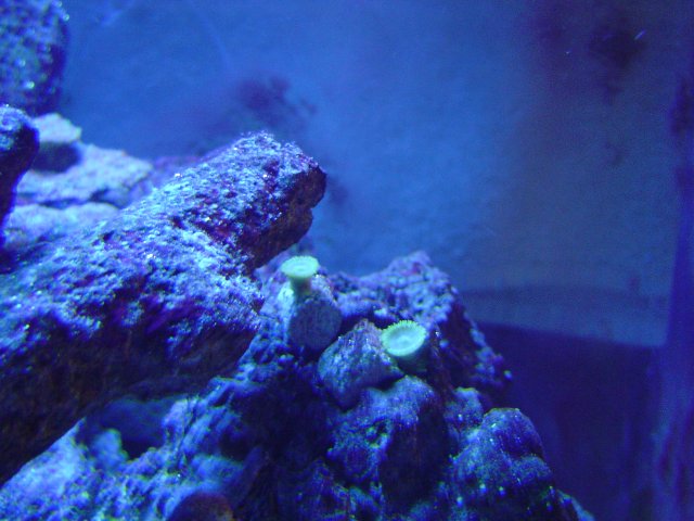 mice 362.jpg