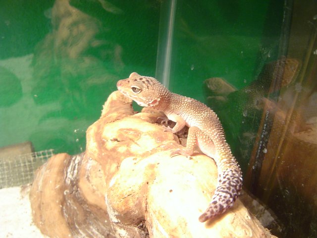 mice 368.jpg